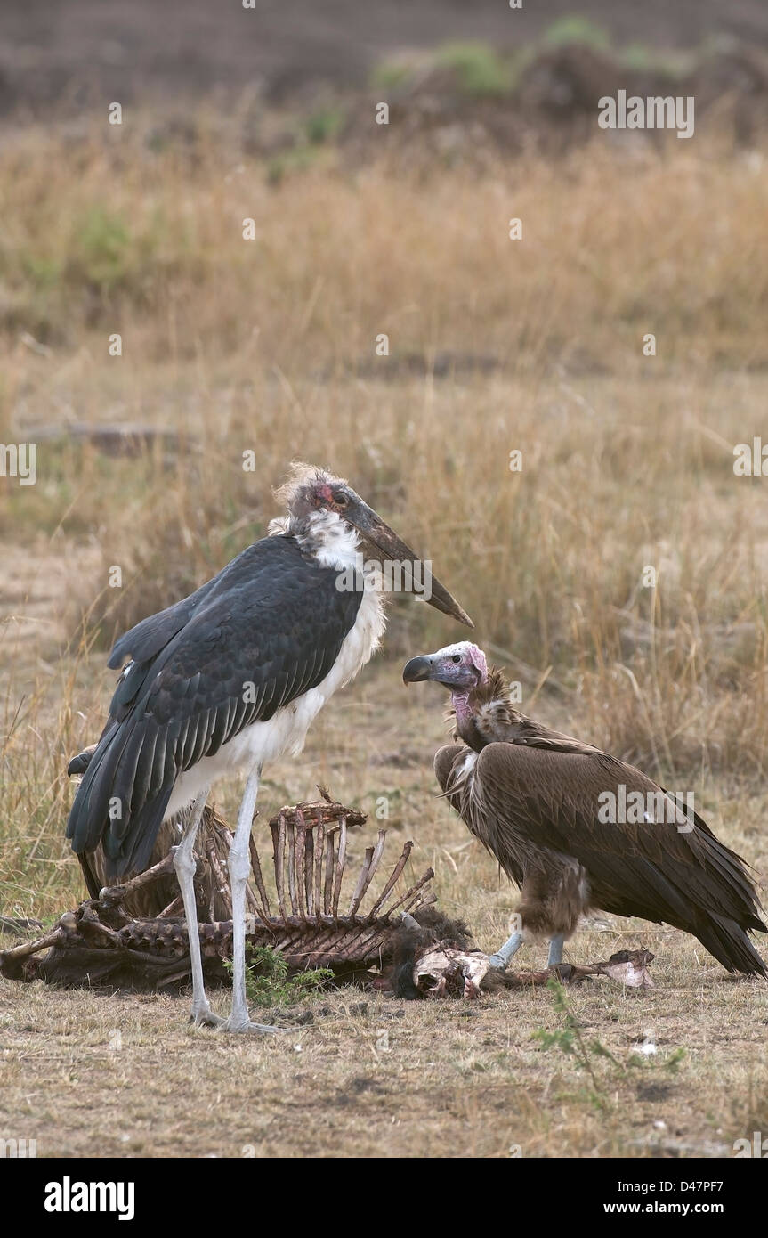 Marabou stork y Lappet buitre frente a la compactación de los restos de un joven ñus. Foto de stock