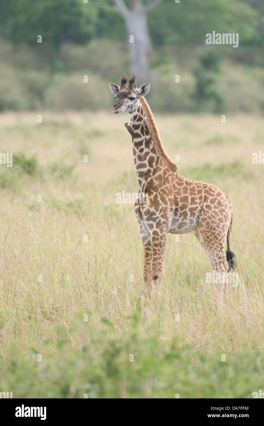 Dos de pico rojo (Buphagus Oxpeckers erythrorhynchus) en una jirafa (Giraffa camelopardus menores). Foto de stock