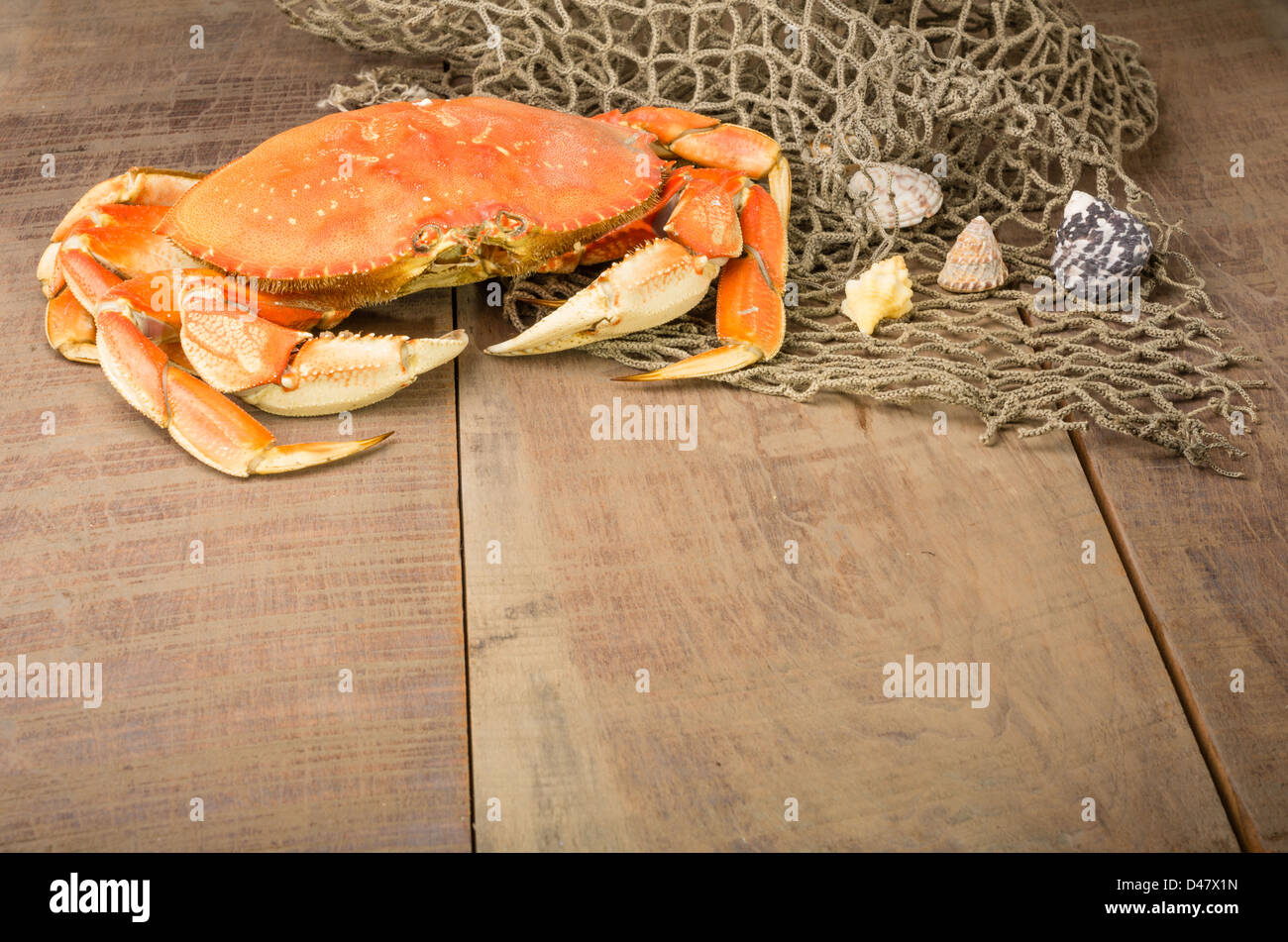 Cangrejo Dungeness y net con conchas de mar Foto de stock