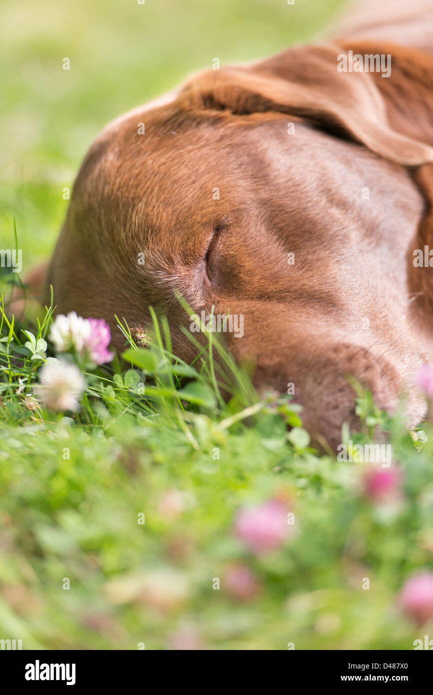 Labrador Retriever chocolate acostado y dormir sobre el césped Foto de stock