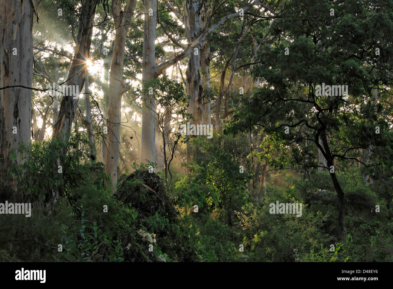 Karri árboles de eucalipto (Eucalyptus diversicolor), en el Suroeste de Australia Foto de stock