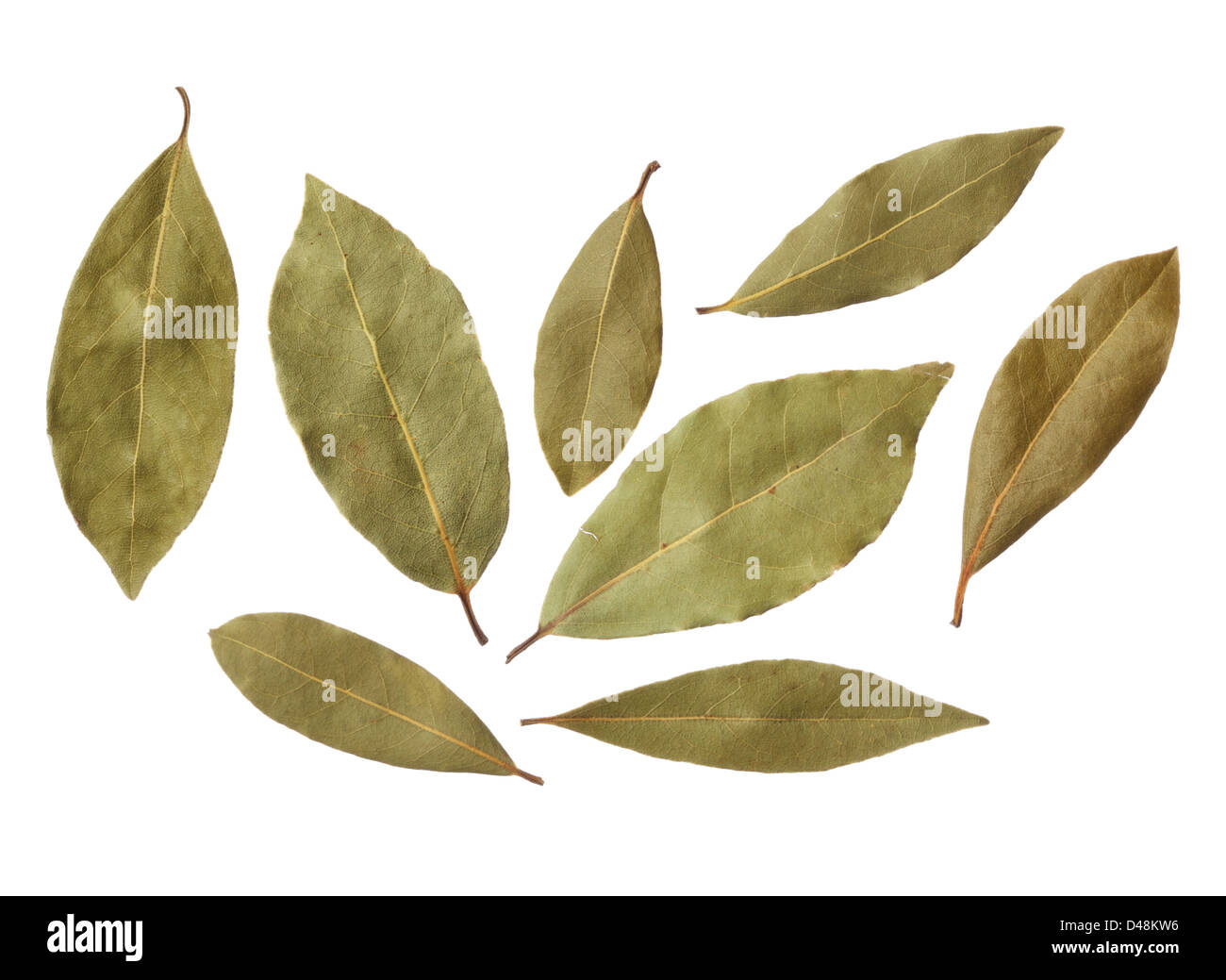 Hojas de laurel enteras fotografías e imágenes de alta resolución Alamy
