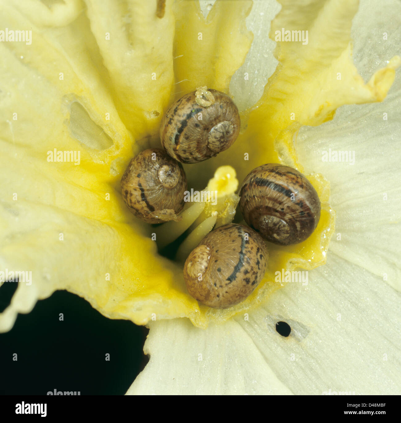 Jóvenes, Cornu aspersum caracoles de jardín, en el centro de una Flor Narciso dañado en una mañana húmeda Foto de stock
