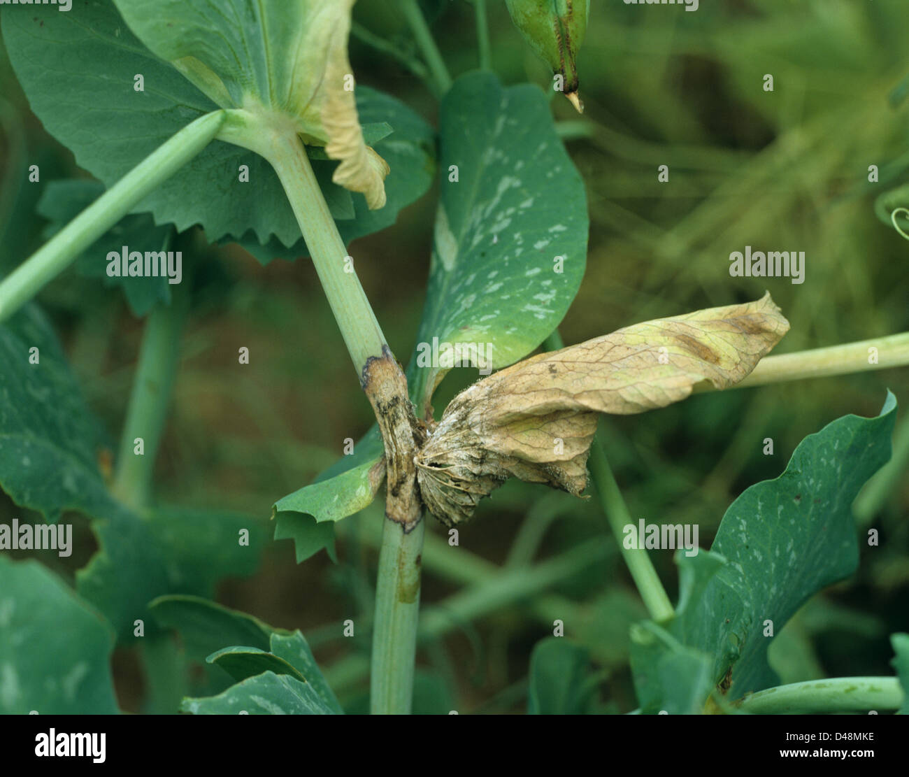 El moho gris, Botrytis cinerea, infección en el tallo y hojas de una planta de guisantes axial Foto de stock