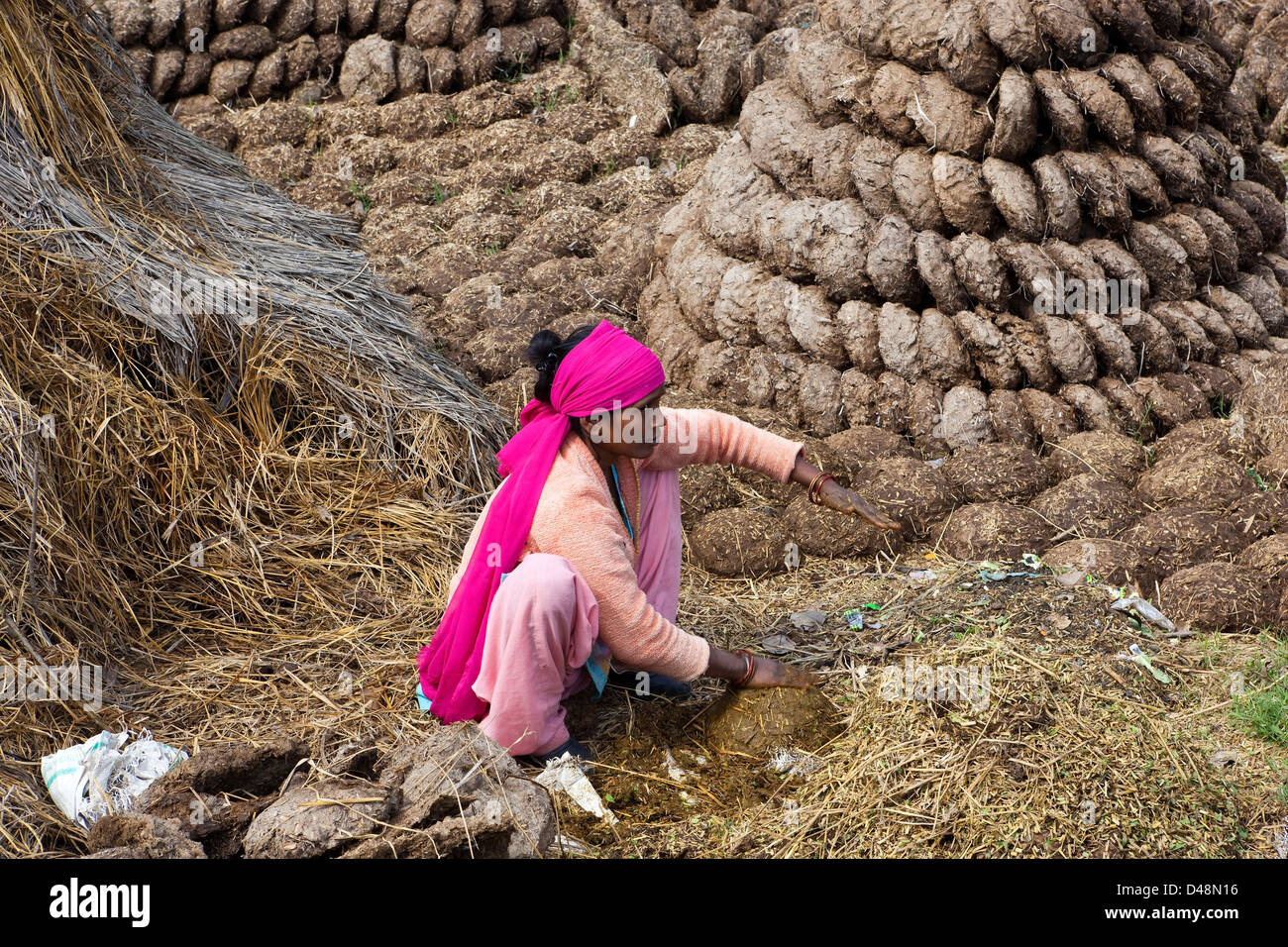 Una mujer Punjabi en coloridas ropas haciendo tortas de estiércol para el combustible agrícola en el estado de Punjab, India Foto de stock