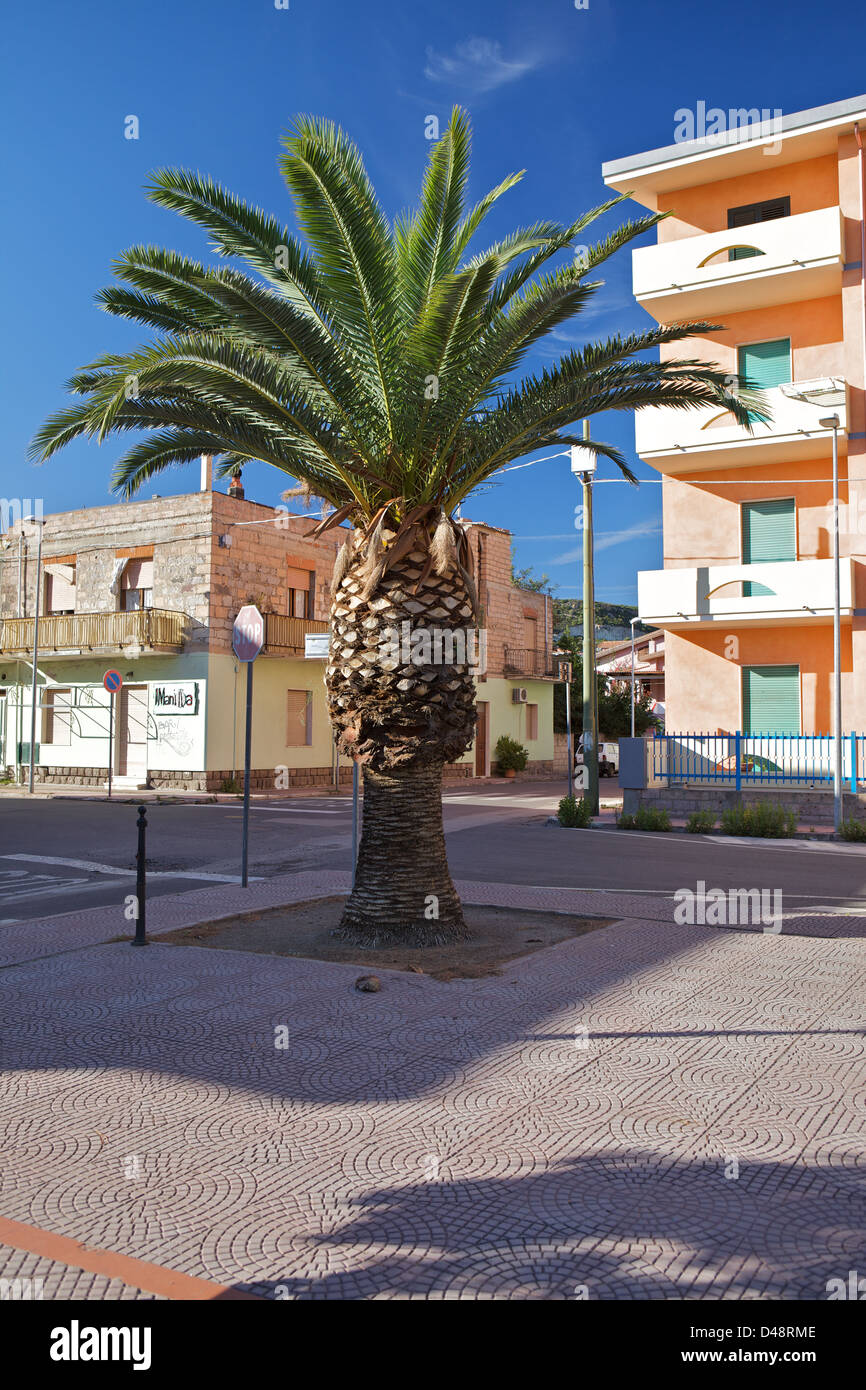 Exuberantes palmeras en un día soleado en la Bosa Marina, Cerdeña, Italia Foto de stock