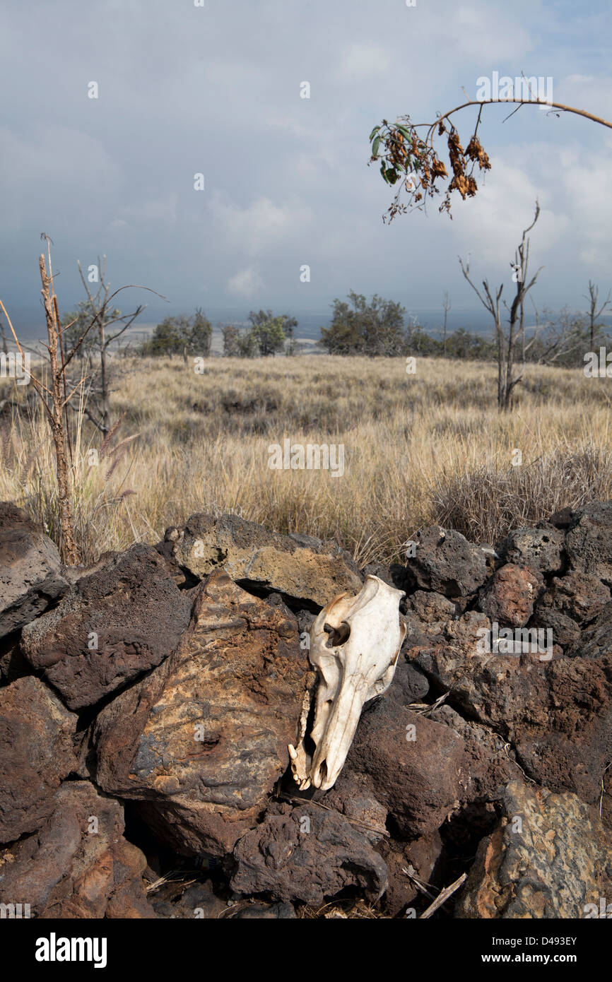 Un cráneo de animales muertos tomadas en la Big Island, Hawaii, EE.UU. Foto de stock