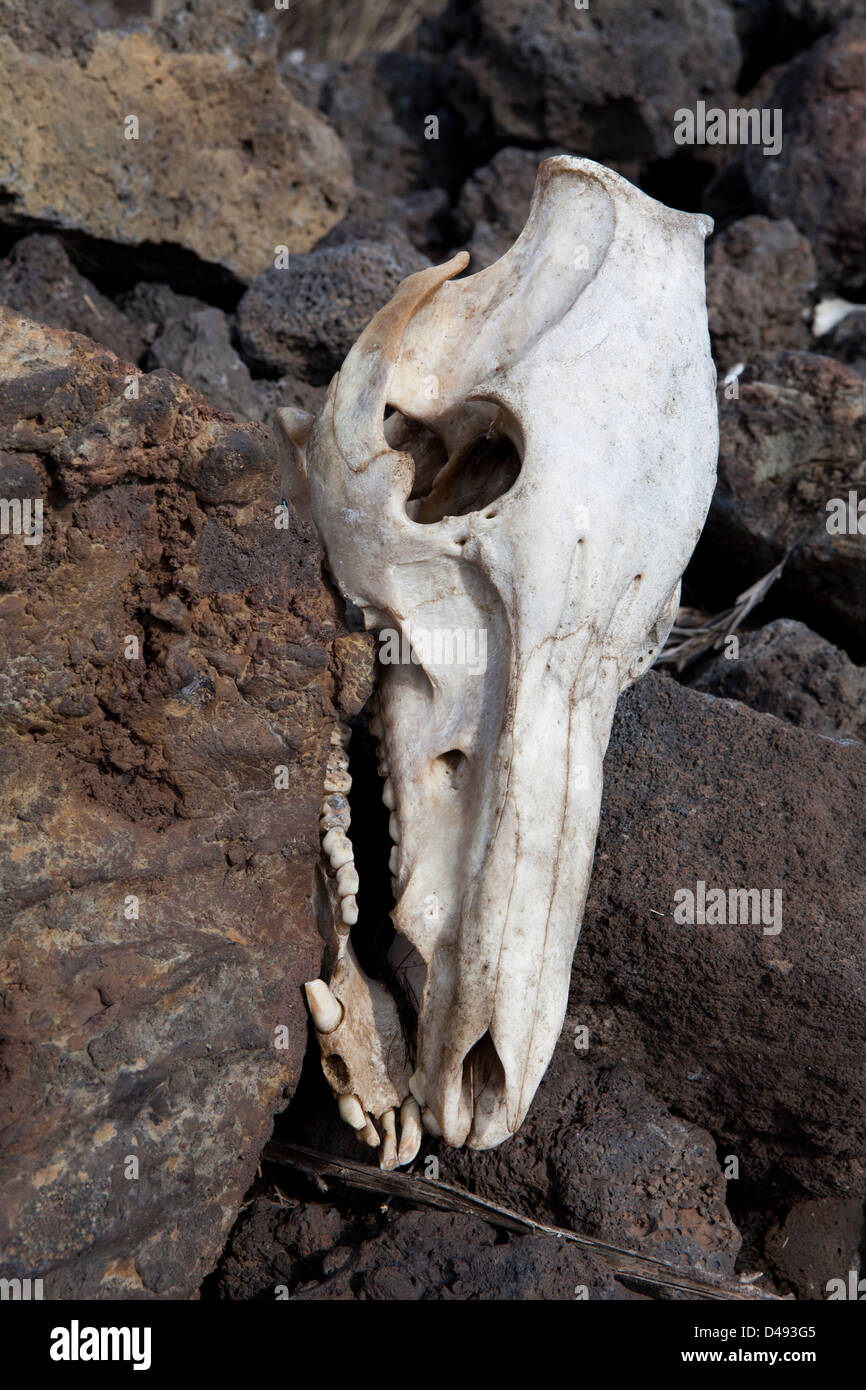 Un cráneo de animales muertos tomadas en la Big Island, Hawaii, EE.UU. Foto de stock