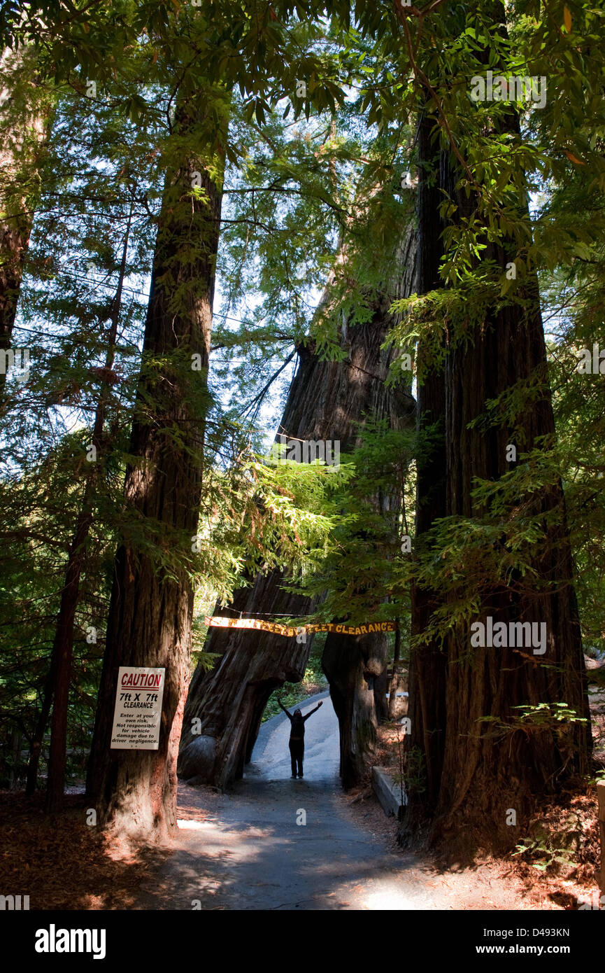 Myers Flat, Estados Unidos, drive-thru árbol en Humboldt Redwoods State Park Foto de stock