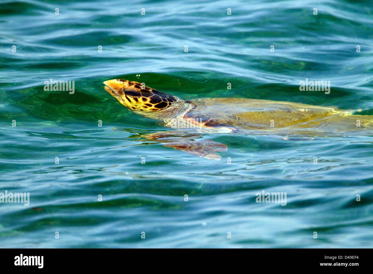 Tortuga boba. (Caretta caretta). Nadar justo bajo la superficie, Creta. Agua Azul Foto de stock