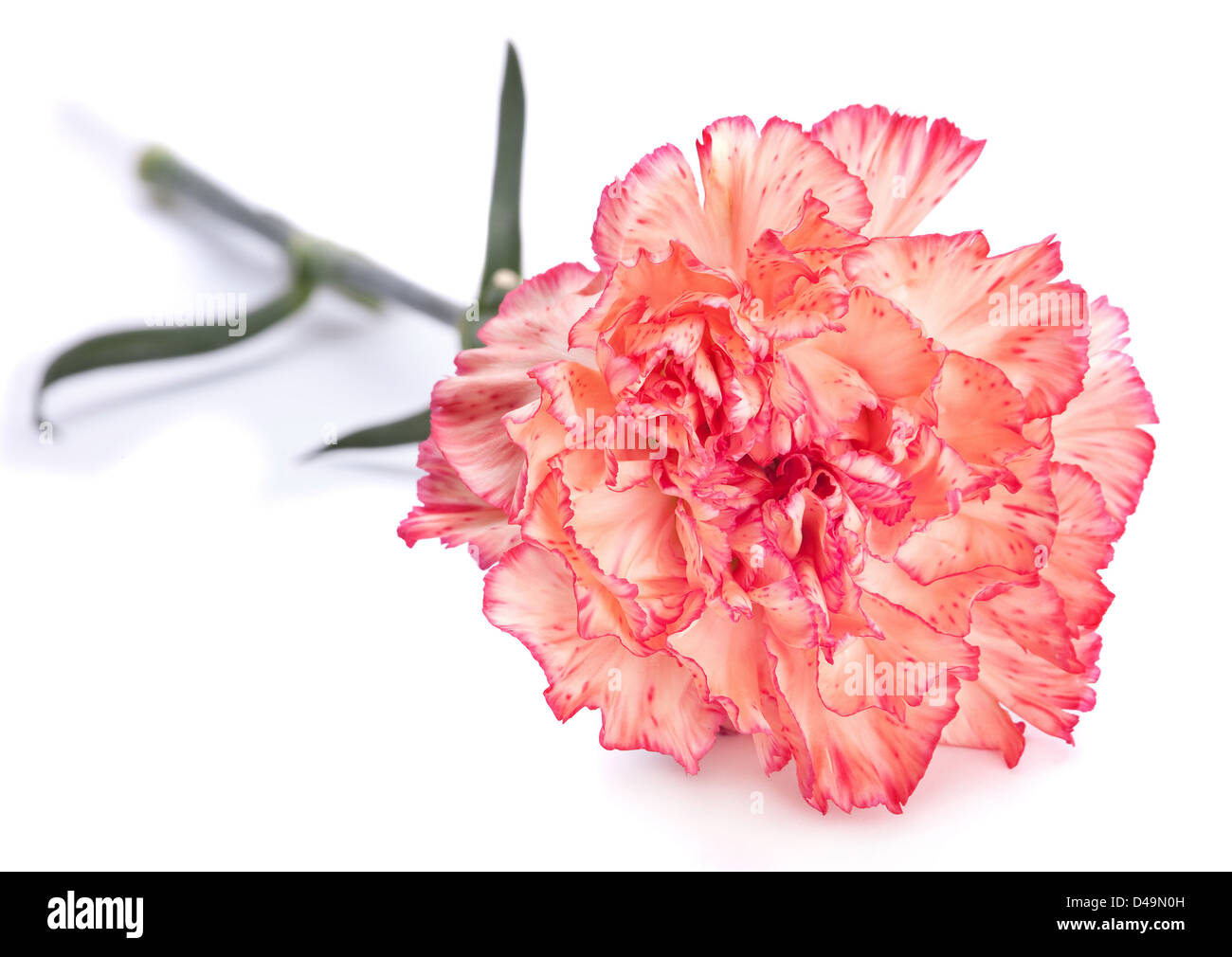 Rosa clavel closeup sobre blanco Foto de stock