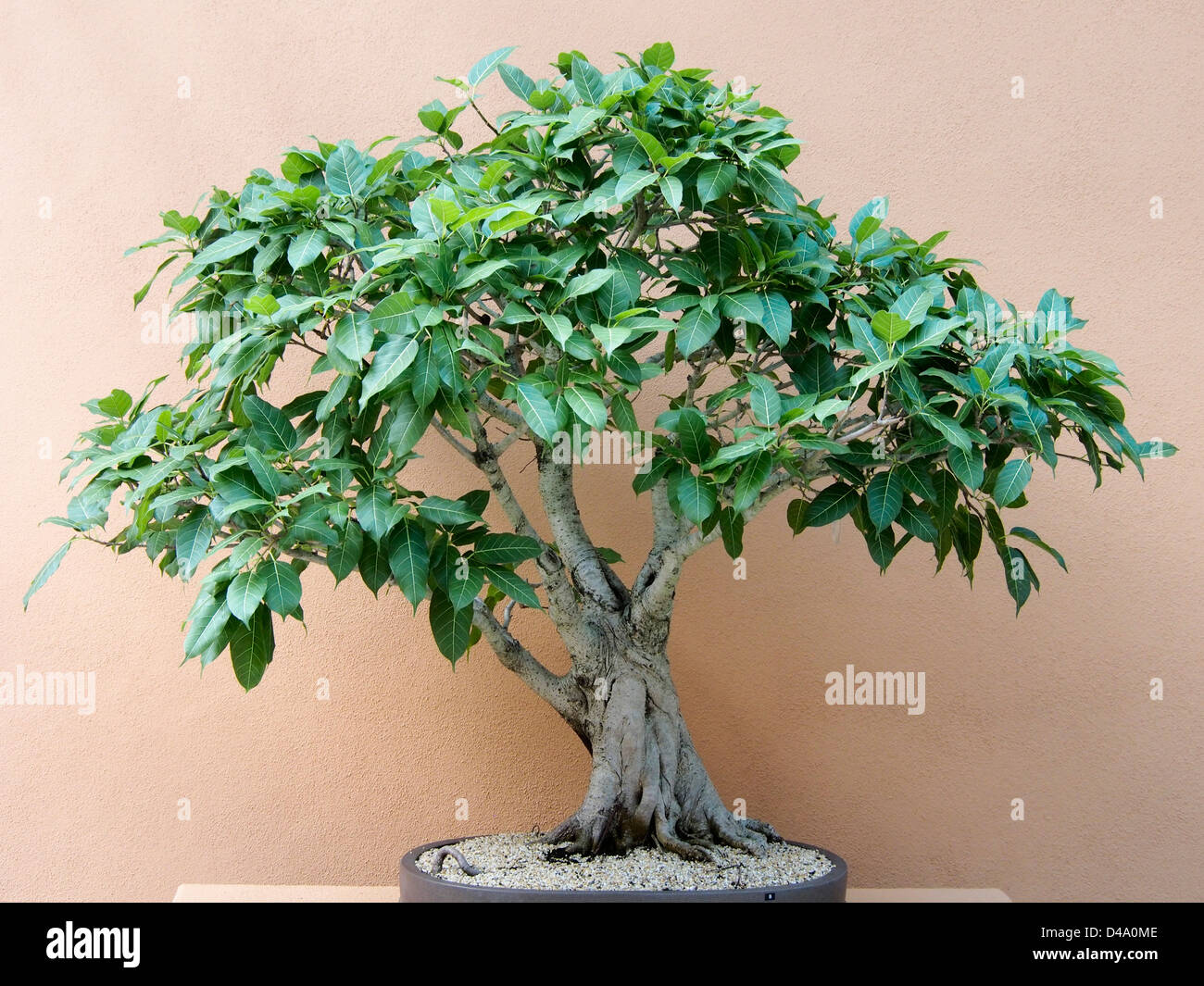Bonsai en exhibición en Mt Coottha, jardín botánico de Brisbane