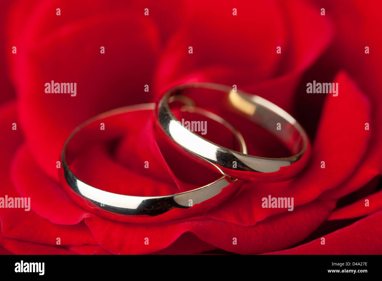 Los anillos de bodas de oro en rosa roja Foto de stock