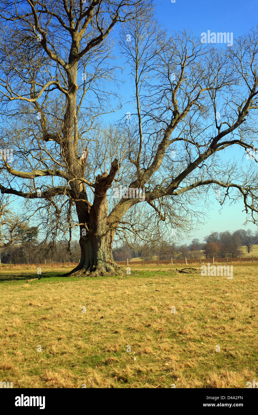Los fresnos en invierno en Hotfield, Ashford, Kent, Reino Unido Foto de stock