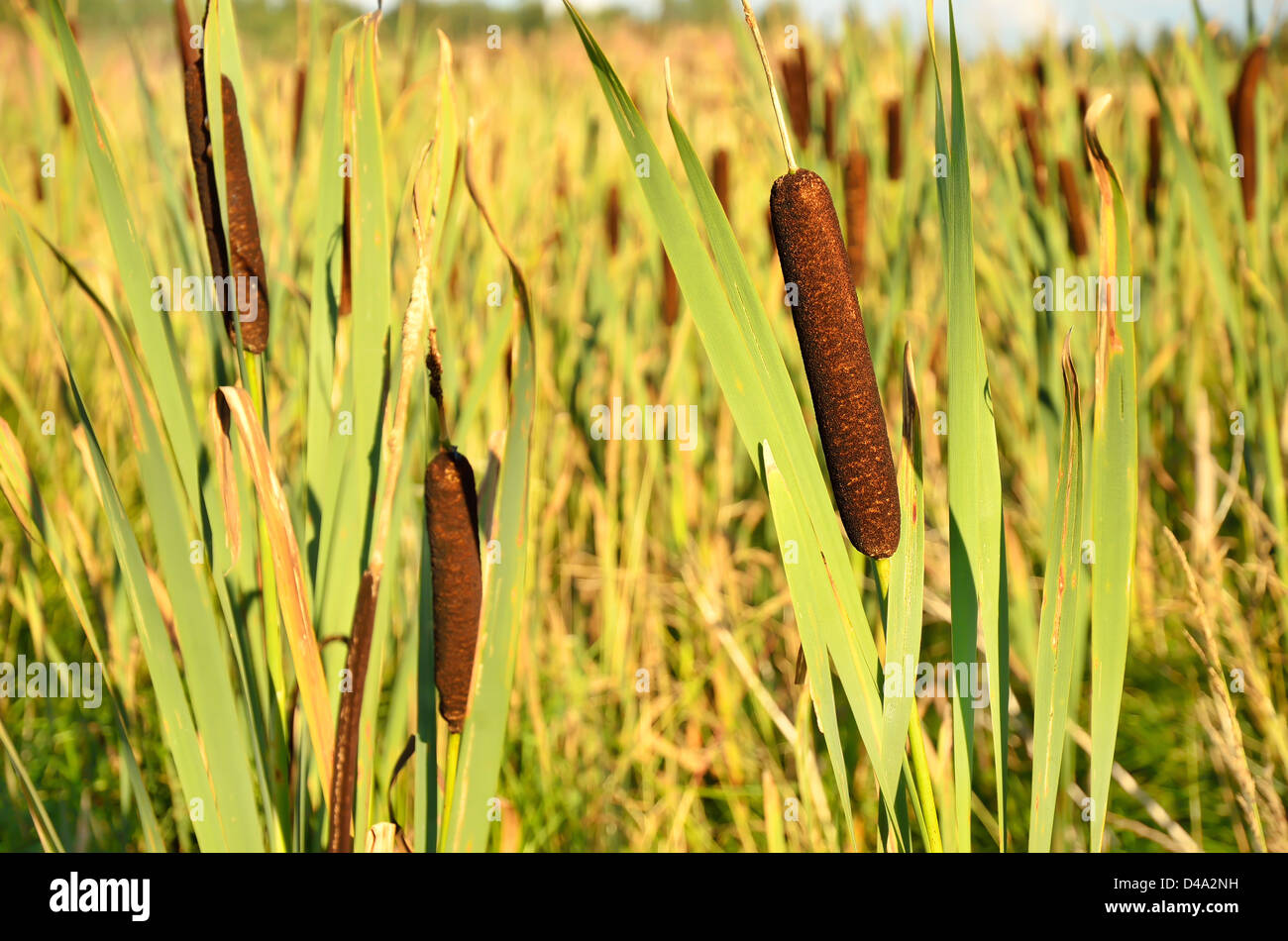 Plantas de junco en el pantano Fotografía de stock - Alamy