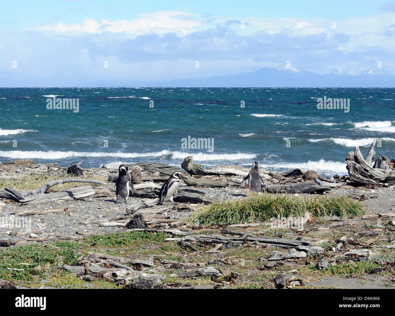 Tres pingüinos de Magallanes (Spheniscus magellanicus) caminando hacia el mar en la playa de su colonia de anidación en Otway Sound. Foto de stock