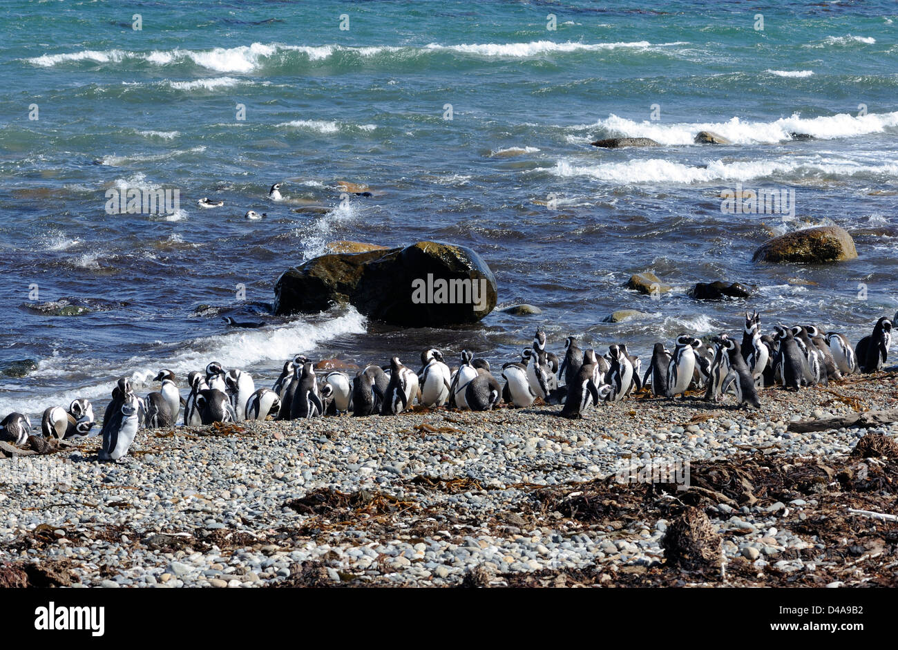 Pingüinos de Magallanes (Spheniscus magellanicus) en la playa y lavado en el mar después de su viaje de pesca por la mañana. Foto de stock