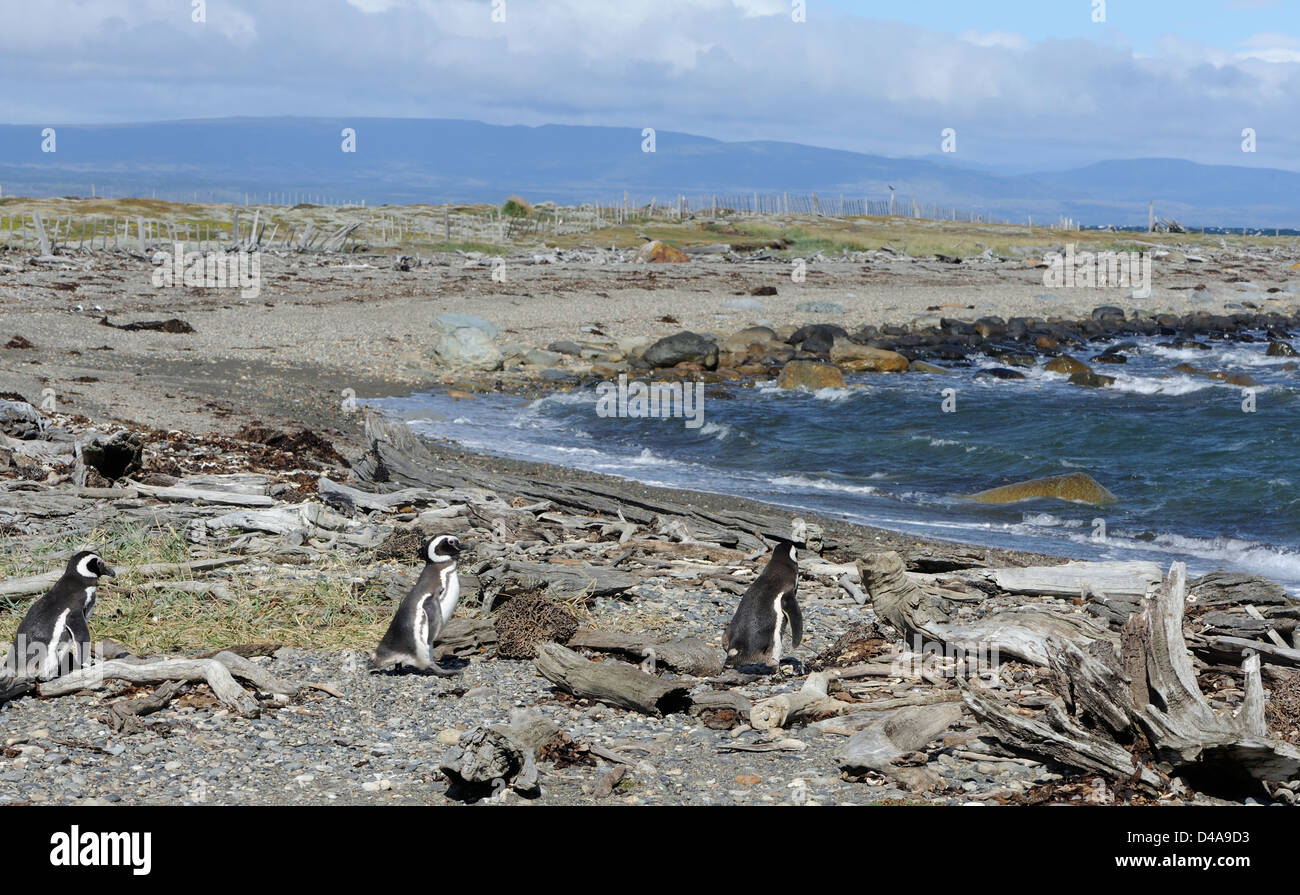 Tres pingüinos de Magallanes (Spheniscus magellanicus) caminando hacia el mar en la playa de su colonia de anidación en Otway Sound. Foto de stock