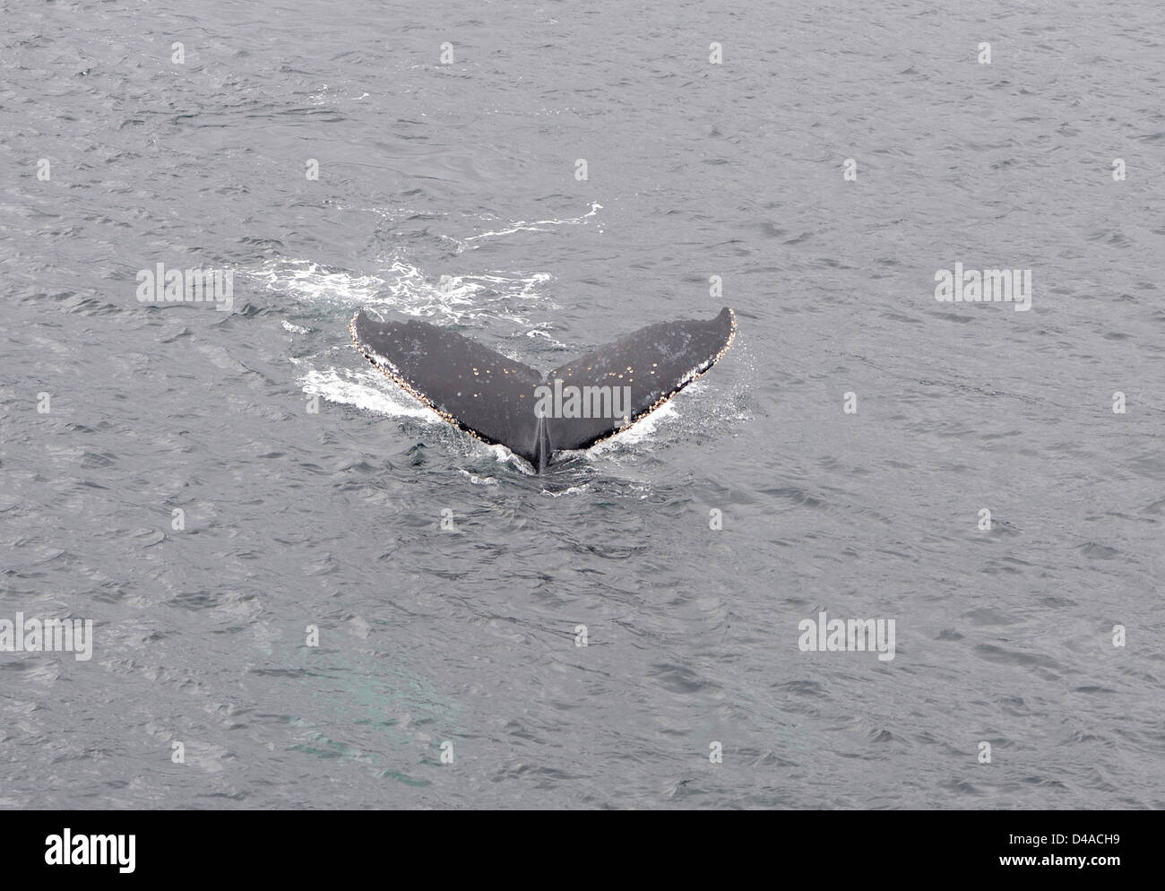 La parte superior de la cola de una ballena jorobada (Megaptera novaeangliae), ya que las inmersiones. El Parque Marino Francisco Coloane, Chile Foto de stock