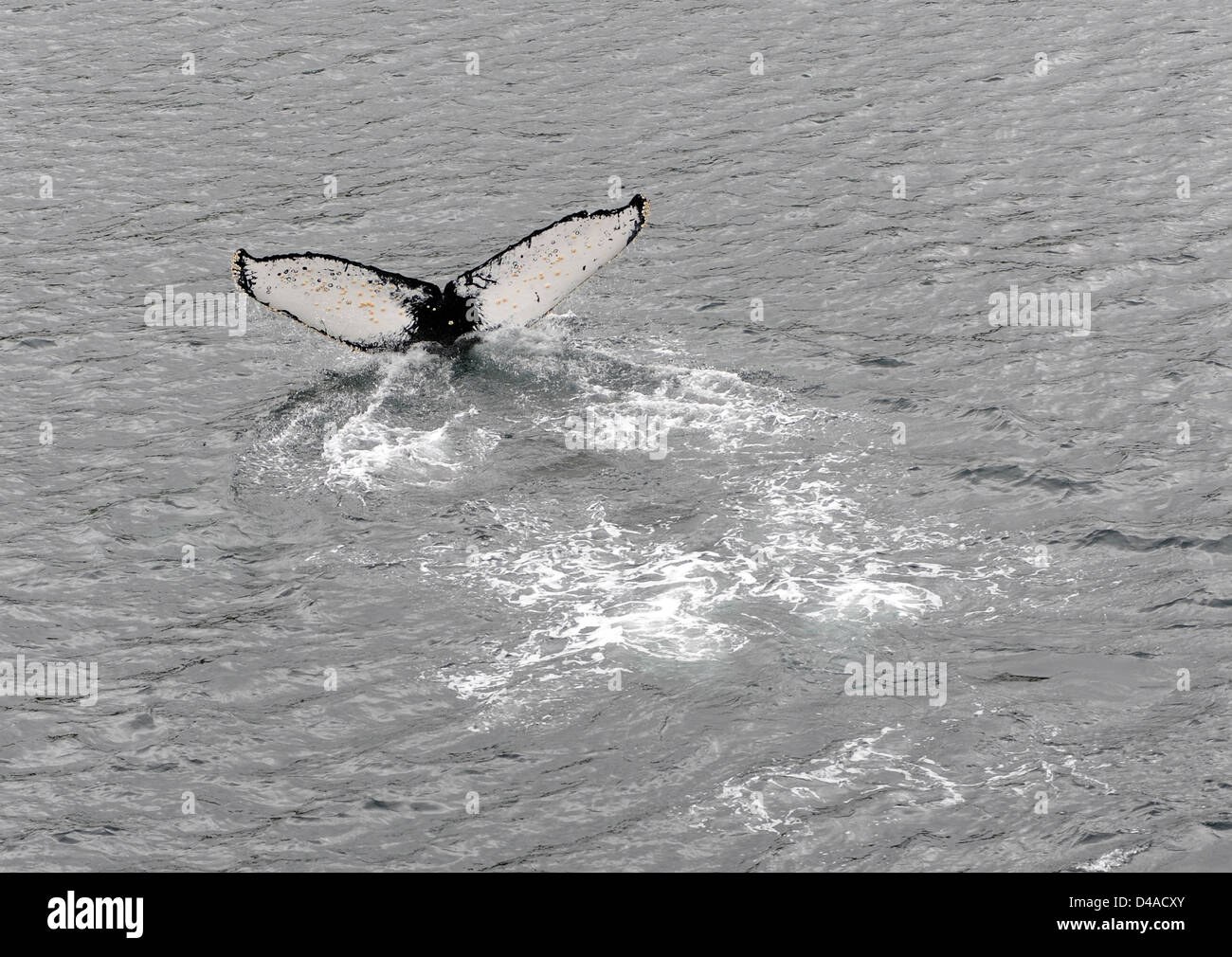 La parte inferior de la cola de una ballena jorobada (Megaptera novaeangliae), ya que las inmersiones. Foto de stock