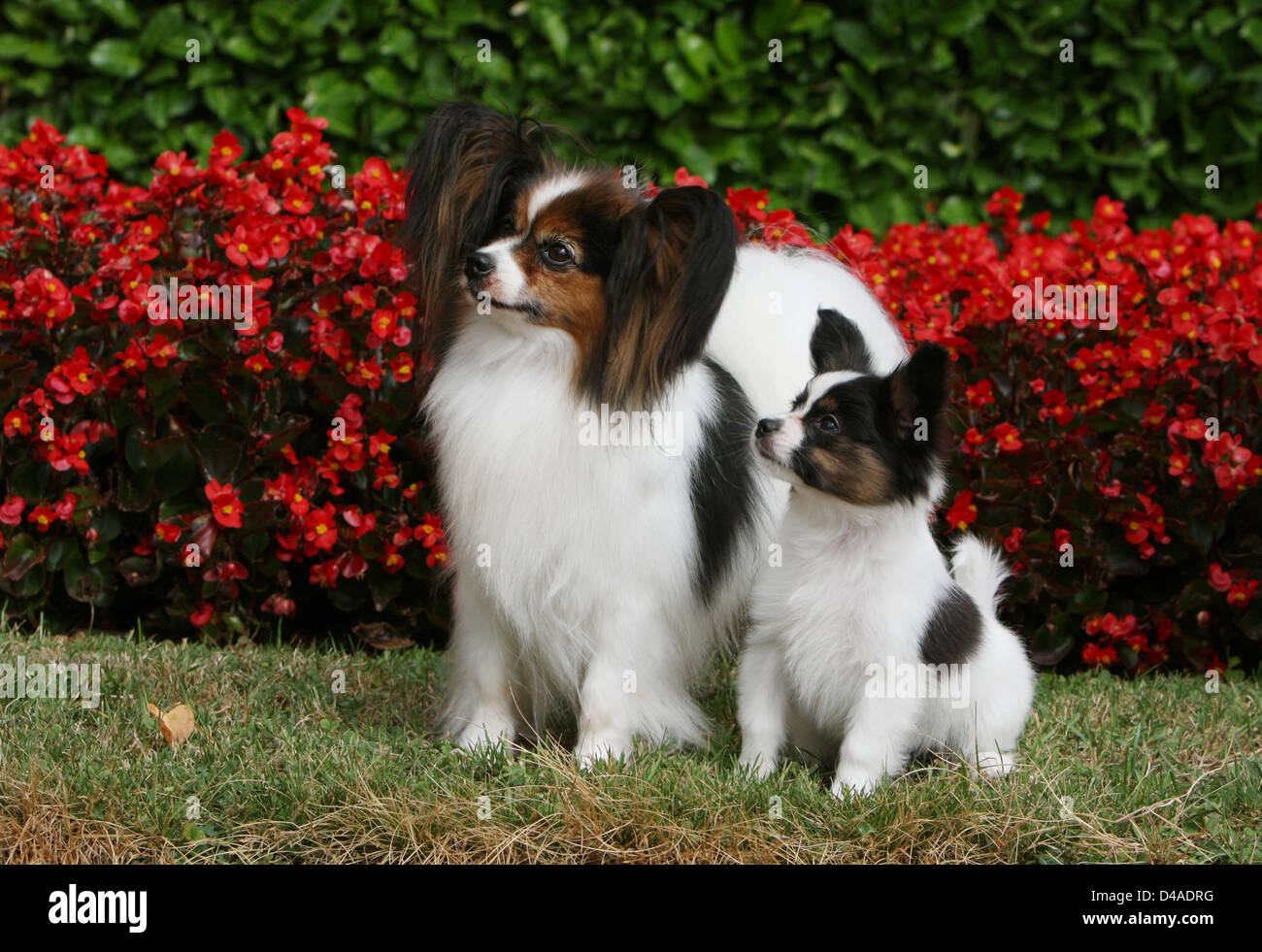 Perro Papillon Juguete Continental Spaniel Mariposa Adulto Y Cachorro De Perro En Un Parque Fotografia De Stock Alamy Perro Papillon Juguete Continental Spaniel Mariposa Adulto Y Cachorro De Perro En Un Parque Fotografia De Stock Alamy
