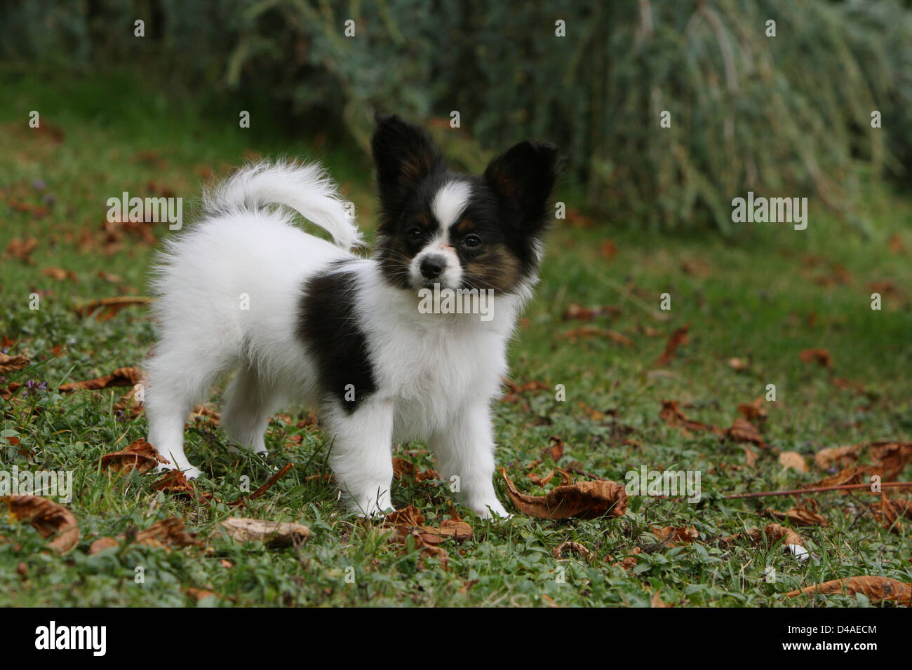 Perro Papillon Juguete Continental Spaniel Cachorro De Perro De Mariposas En Un Parque Permanente Fotografia De Stock Alamy Perro Papillon Juguete Continental Spaniel Cachorro De Perro De Mariposas En Un Parque Permanente Fotografia De Stock Alamy