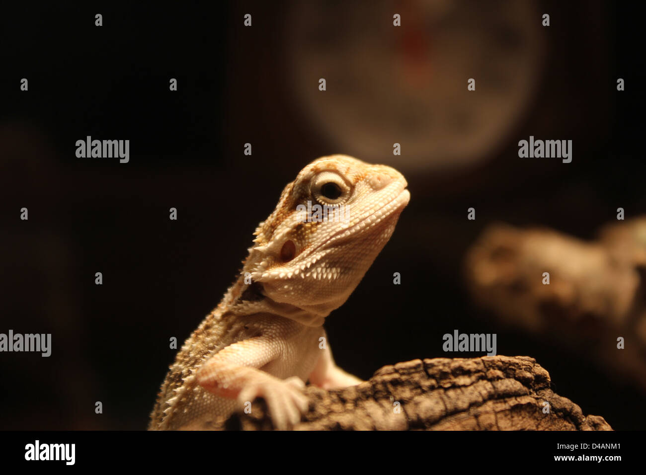 Dragon Barbudo Bebe Fotos E Imagenes De Stock Alamy