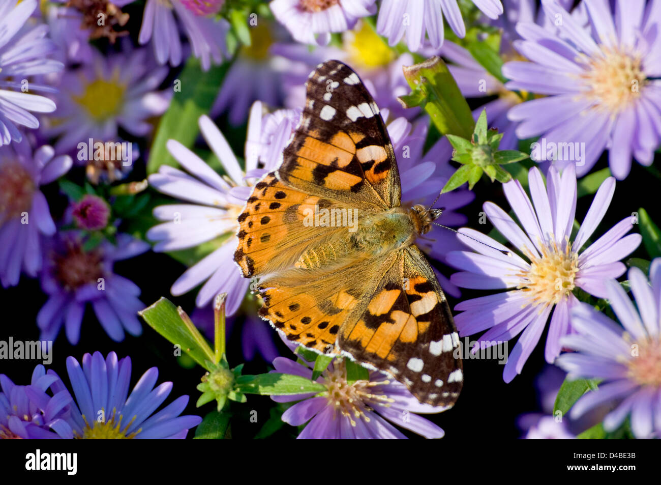 La mariposa se asienta sobre una flor azul Foto de stock