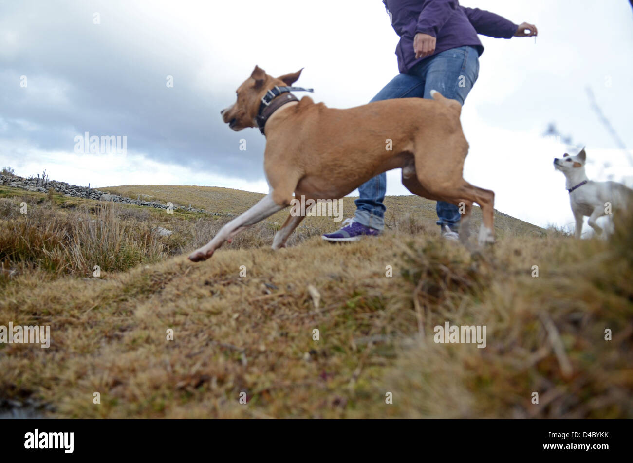 Brown perro de raza mixta tiene diversión en las montañas de la Sierra de  Gredos, Avila, España Fotografía de stock - Alamy