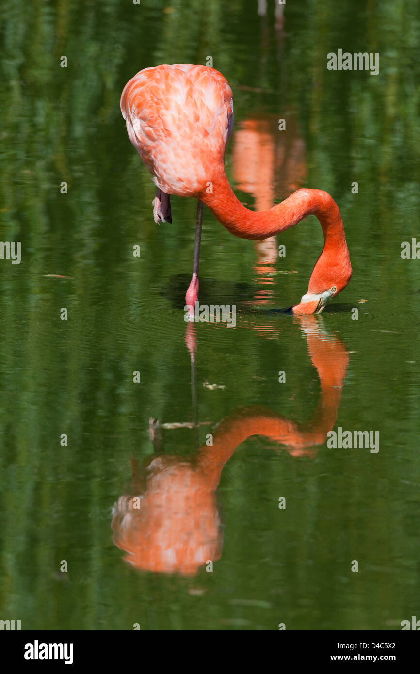 Latina, el Caribe, Cuba o Rosy flamencos Phoenicopterus ruber ruber. Más ricamente coloreado carrera americana de mayor Flamingo. Foto de stock