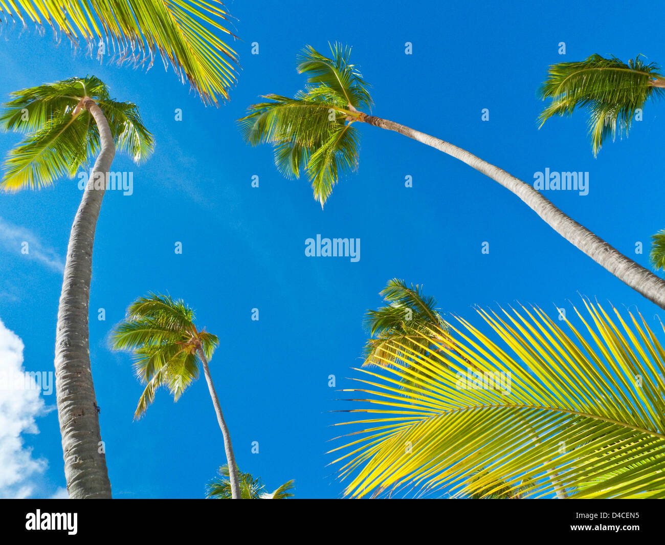 Palms en Playa Bávaro, Punta Cana, República Dominicana, el Caribe, América Foto de stock