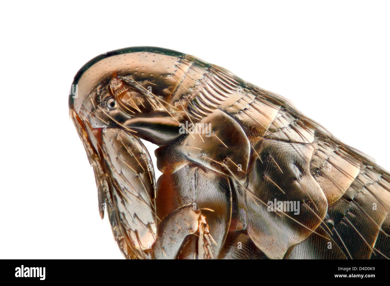 Cabeza de una gallina (pulgas Ceratophyllus gallinae), extreme close-up Foto de stock