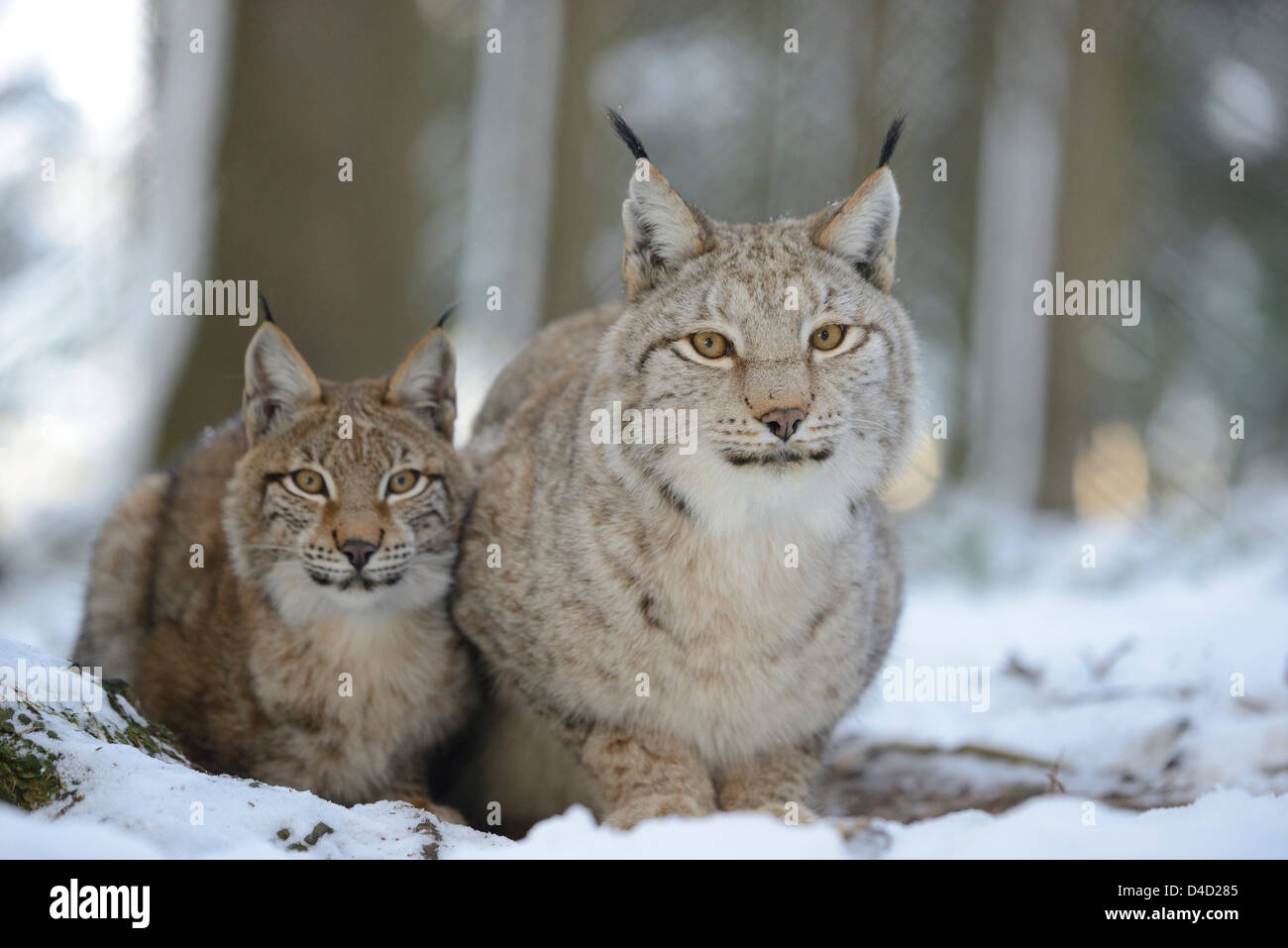 Dos lince Lynx lynx en nieve, Baviera, Alemania, Europa Foto de stock