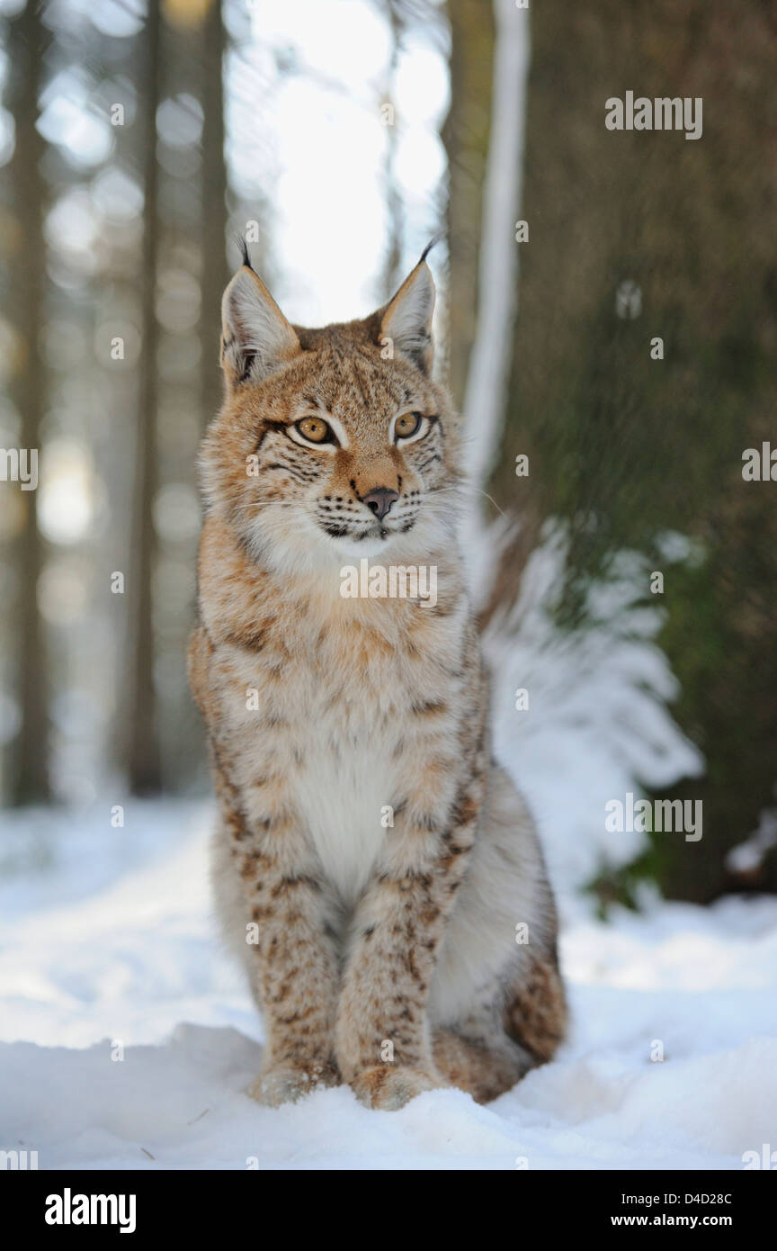 Lynx Lynx lynx en nieve, Baviera, Alemania, Europa Foto de stock
