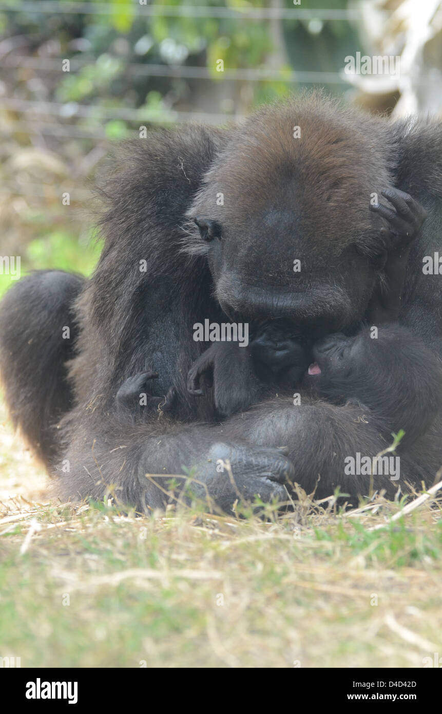 Hembra de gorila de las tierras bajas occidentales abrazos de bebé Foto de stock