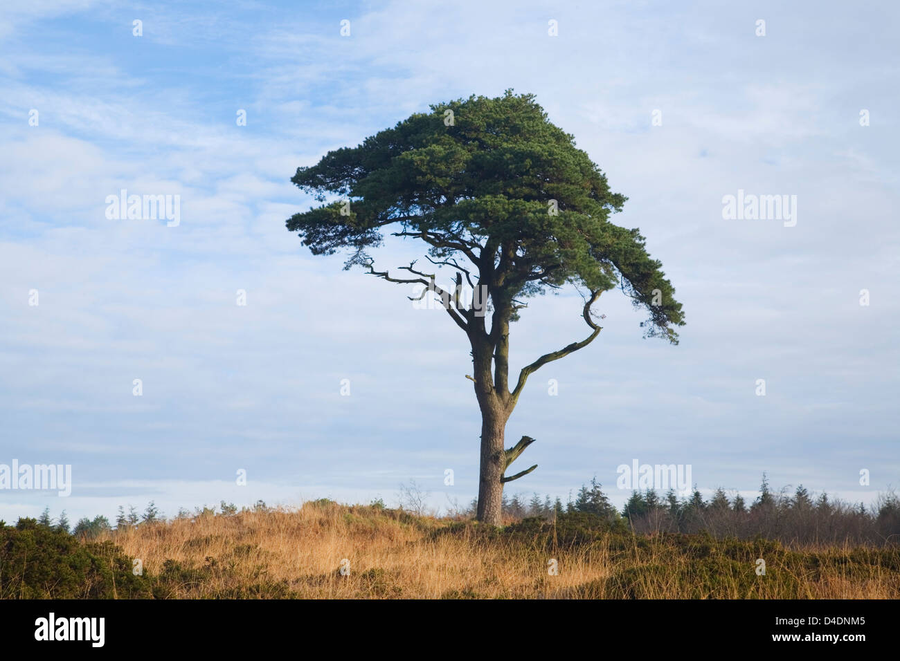 Árbol de pino (Pinus sylvestris). Priddy Mineries. Mendip Hills. Somerset. Inglaterra. En el Reino Unido. Foto de stock