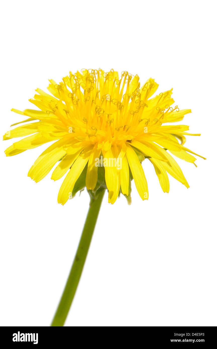 Flor Amarilla aislado en blanco Foto de stock