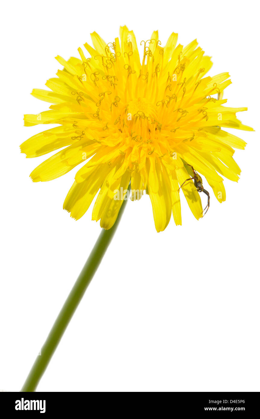 Flor Amarilla aislado en blanco Foto de stock