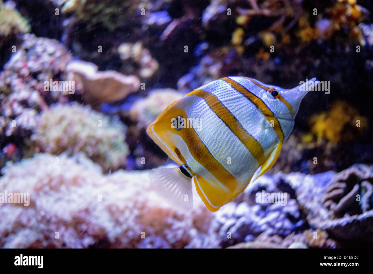 Foto de un pez tropical Foto de stock