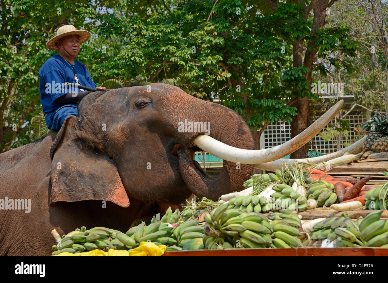 Un elefante asiático de Bull se alimenta de frutas y verduras en el Centro de Conservación del Elefante Tailandés,Lampang Foto de stock