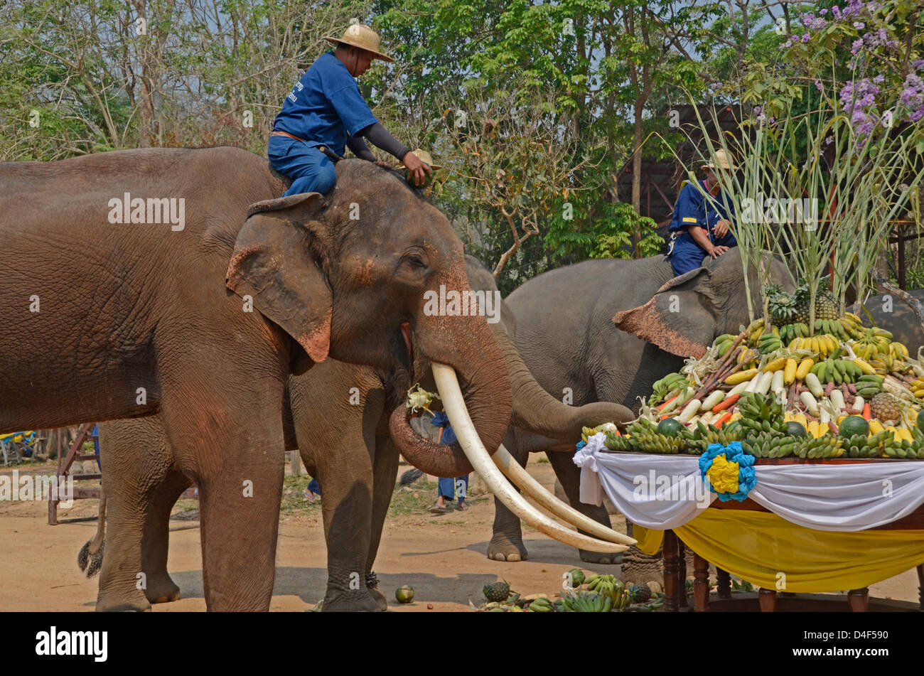 Los elefantes asiáticos fiesta en el sector de las frutas y hortalizas en un festival en el Centro de Conservación del Elefante Tailandés Tailandia para celebrar el Día del elefante. Foto de stock