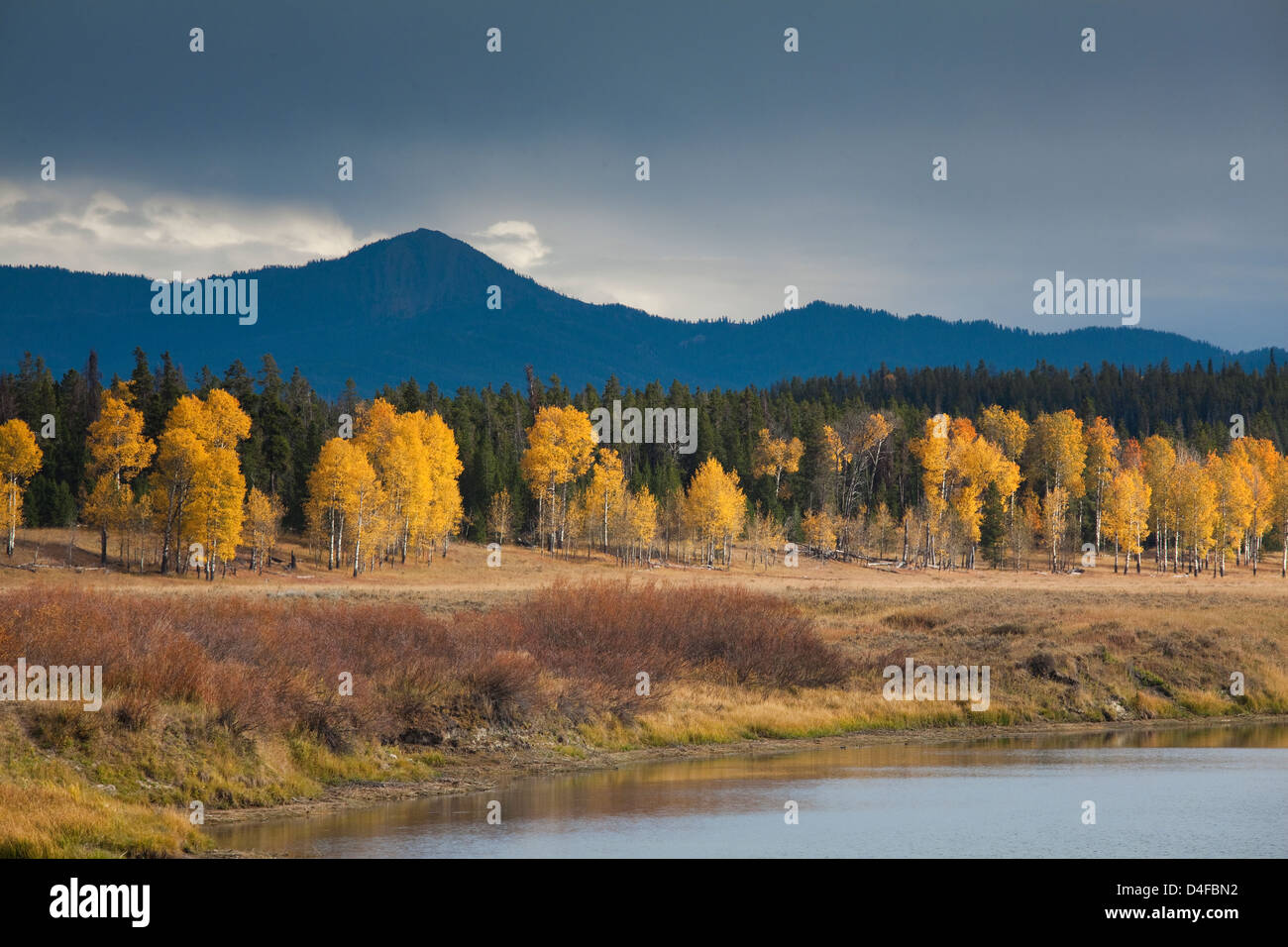 Otoño los árboles en el paisaje rural Foto de stock