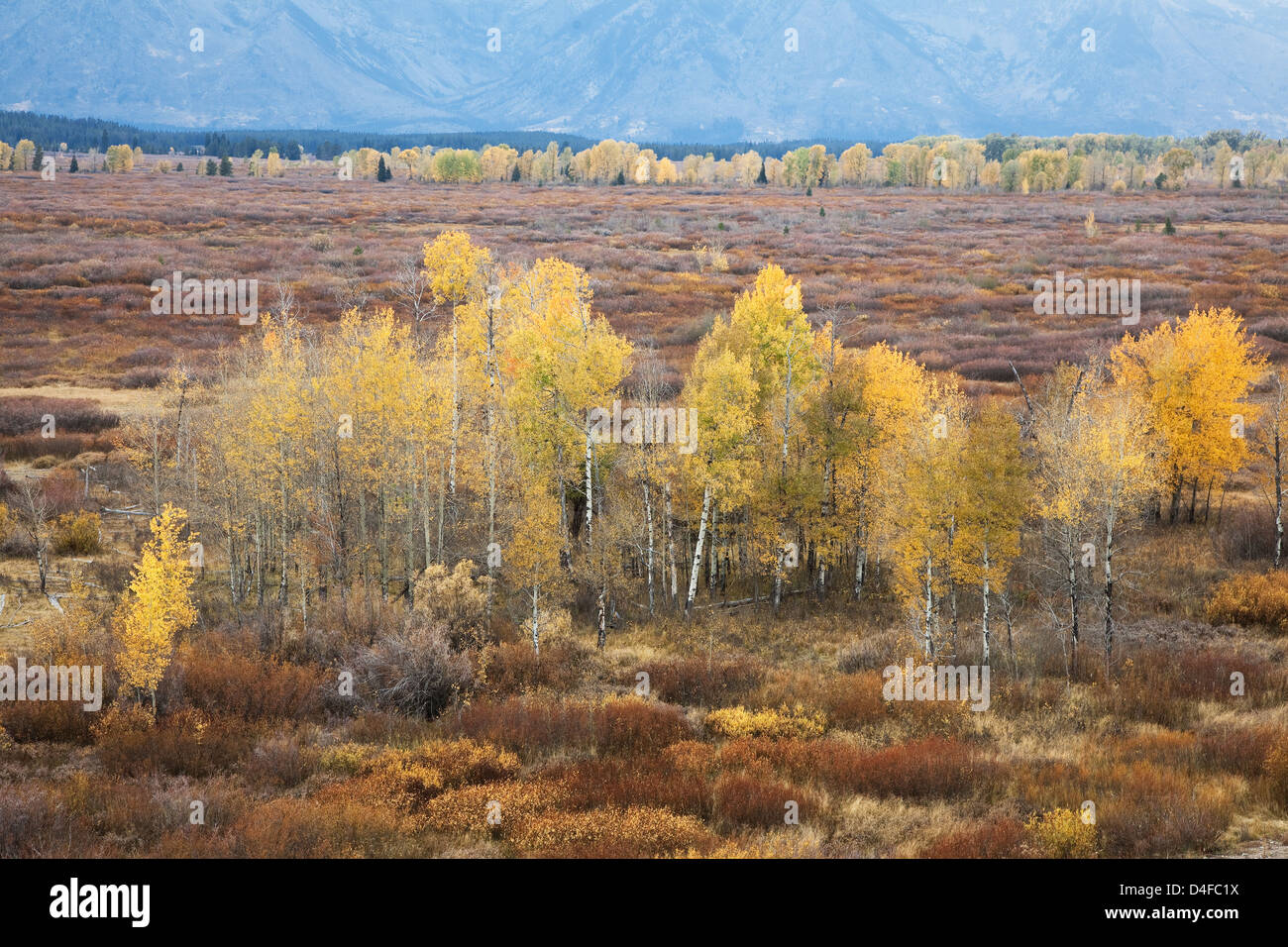 Otoño los árboles en el paisaje rural Foto de stock