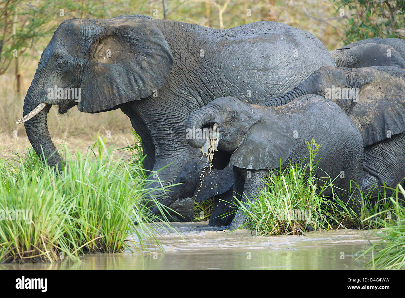 Los elefantes africanos de Tanzania Parque Nacional Saadani potable Foto de stock