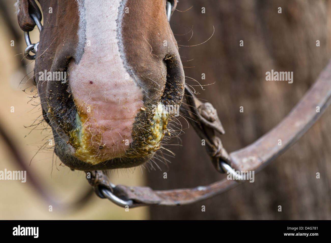 Cerca de un caballo caballo enfermo con gripe (influenza equina) y una secreción nasal de color verde moco, Patagonia, América del Sur Foto de stock