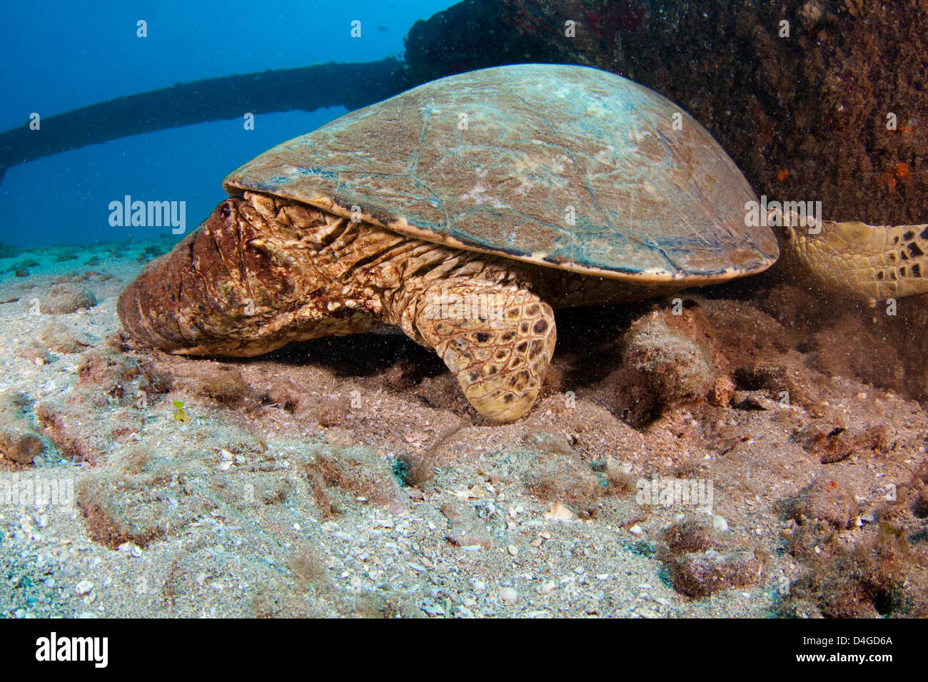 Esta tortuga de mar verde, Chelonia mydas, una especie en peligro de extinción, ha tenido su aleta trasera derecha amarga lejos por un tiburón tigre. Hawaii. Foto de stock