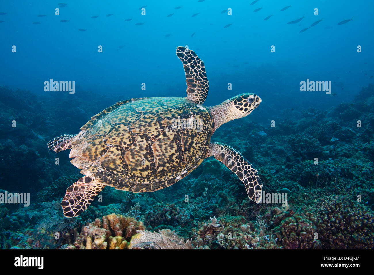 La tortuga carey, Eretmochelys imbricata, arrecifes Tubbataha, Filipinas. Foto de stock