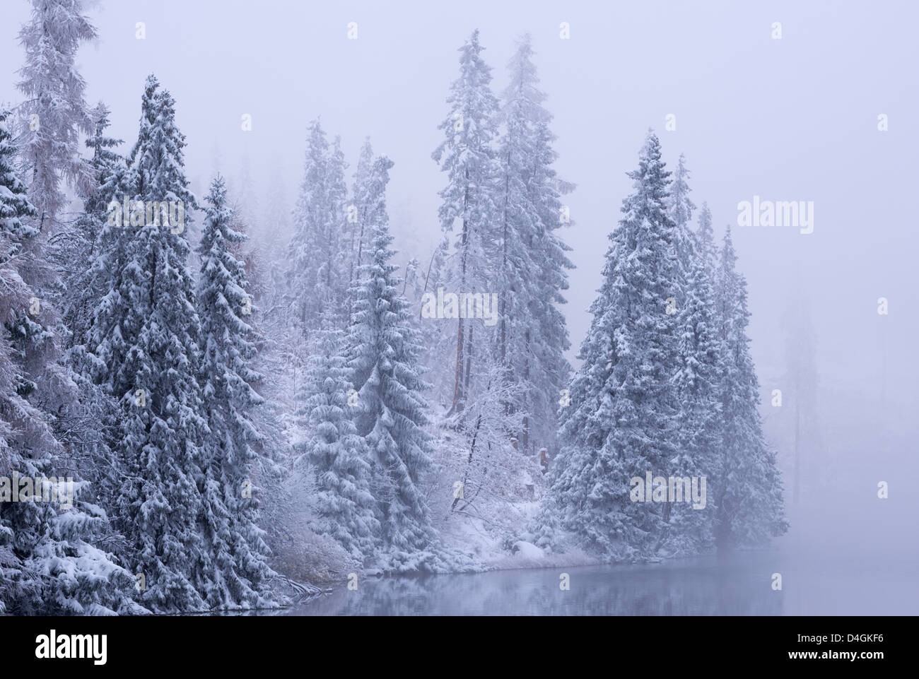 Los pinos cubiertos de nieve en invierno, Altos Tatras, en Eslovaquia, en Europa. Foto de stock