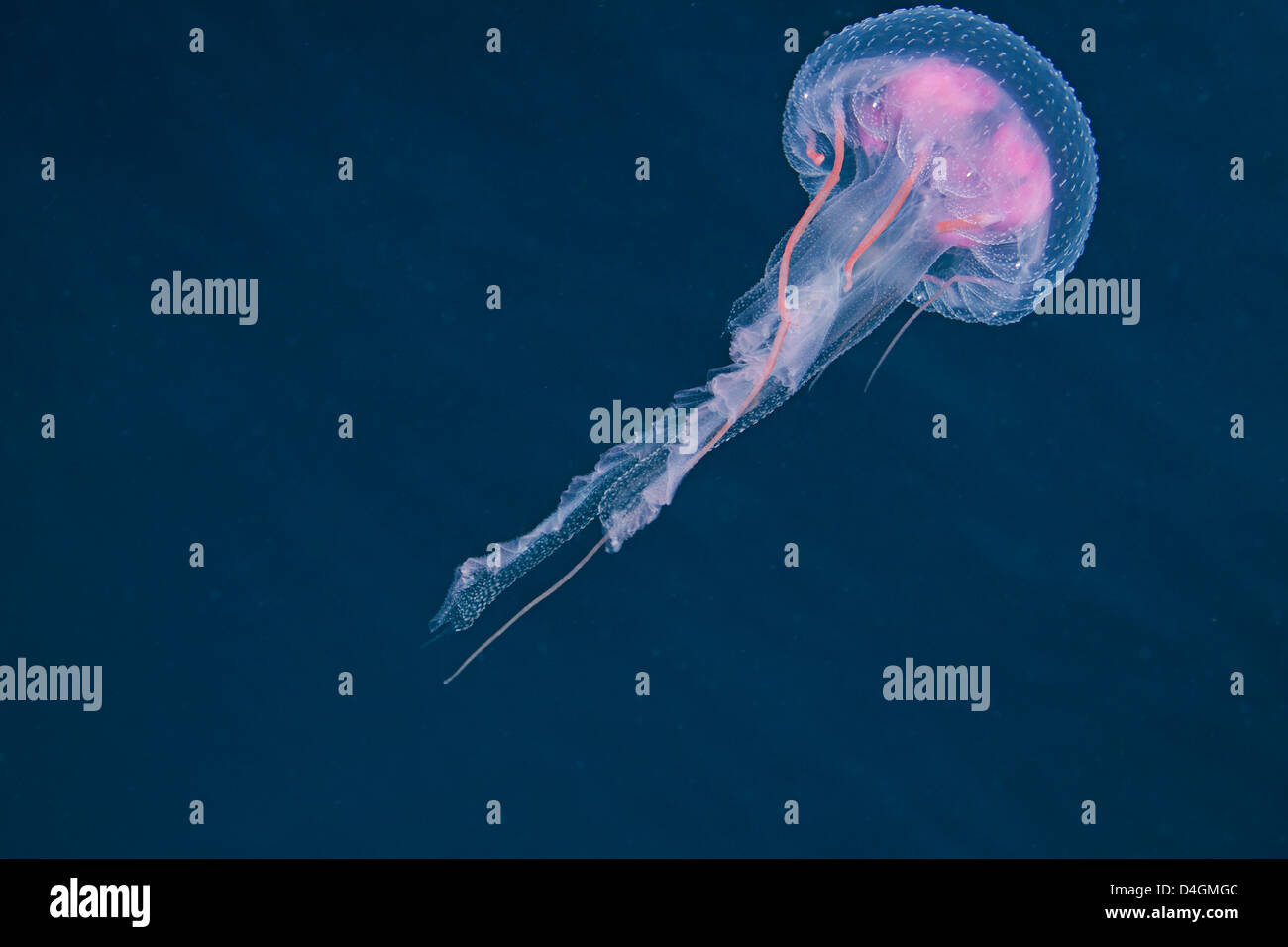 Miles de estas medusas luminiscentes, Pelagia noctiluca, llena la columna de agua en las Filipinas. Foto de stock