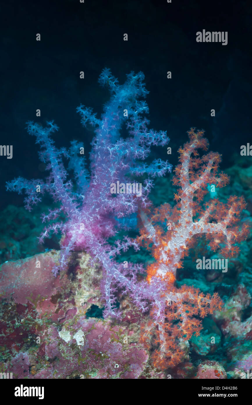 Scleronephthya, coral blando, en el sur de Tailandia, el Mar de Andamán, Océano Índico Foto de stock